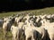 Flock with many sheep with long white fleece grazing on mountain