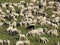 Flock with many sheep with long white fleece grazing on mountain