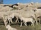 Flock with many sheep with long white fleece grazing on mountain