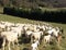 Flock with many sheep with long white fleece grazing on mountain