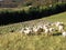 Flock with many sheep with long white fleece grazing on mountain