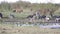 Flock of Marabou Stork Wading in Pond