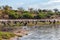 Flock of Marabou storks birds in Chobe, Botswana