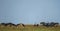 A flock marabou storks leptoptilos crumenifures grazing in yellow grasslands at Liuwa Plain National Park