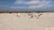 Flock of marine white gulls on the sandy beach