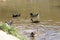 Flock of marsh ducks swimming in a lak