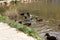 Flock of marsh ducks swimming in a lake