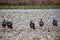 Flock of Meleagris gallopavo wild turkeys eating in a Wisconsin snow covered field