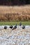 Flock of Meleagris gallopavo wild turkeys eating in a Wisconsin snow covered field