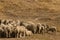 Flock of merino sheep