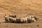 Flock of merino sheep