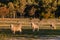 Flock of merino sheep in paddock