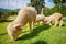 Flock of merino sheep in rural ranch farm