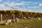 Flock of merino sheep in vineyard