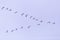 Flock of migrating bean geese