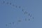 Flock of migrating birds flying in formation