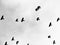 Flock of migrating birds flying in the sky