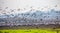 Flock of Migrating common cranes Grus grus, aka Eurasian cranes, wintering in Hula lake