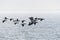 Flock with migrating Common Eiders