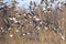 Flock of Migrating Eurasian wigeon ducks