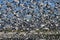 Flock of migrating geese in flight