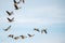 A flock of migrating geese flying in formation.