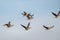 A flock of migrating geese flying in formation.