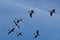 A flock of migrating greylag geese