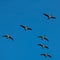 A flock of migrating greylag geese