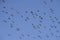 Flock of migrating lapwing birds in clear Winter sky