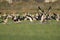 A flock of migrating white storks resting in the rice fields of the Algarve Portugal