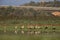 A flock of migrating white storks resting in the rice fields of the Algarve Portugal