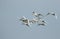 A flock of migrating Whooper Swan, Cygnus cygnus, flying in the blue sky at dusk in the UK.