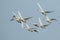 A flock of migrating Whooper Swan, Cygnus cygnus, flying in the blue sky  in the UK.