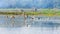 Flock of migratory birds flying over lake. The freshwater and coastal bird species spotted in Western Ghats region of Nelapattu