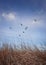 Flock of migratory birds flying over over a meadow with dry grass. Late autumnal scene, vertical shot in the nature with a blue