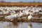 Flock of migratory birds resting in a protected wetland. Birds fly to warm countries. Animal migration