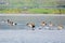 Flock of migratory Red crested pochard flying on lake. Freshwater and coastal bird species spotted in waterbirds Vedanthangal Bird