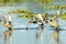 Flock of migratory Red crested pochard flying on lake. Freshwater and coastal bird species spotted in waterbirds Vedanthangal Bird