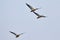 Flock of migratory Siberian ducks flying in formation in Chitwan National Park in Nepal