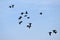 Flock of migratory Siberian ducks flying in formation in Chitwan National Park in Nepal