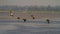 Flock of migratory Siberian ducks in a lake in western India