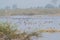 Flock of Migratory Water Fowl in the Lake