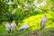 A flock of milk storks sits on a green lawn in a park