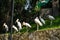 A flock of milk storks sits on a green lawn in a park