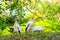 A flock of milk storks sits on a green lawn in a park