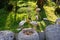 A flock of milk storks sits on a green lawn in a park