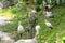 A flock of milk storks sits on a green lawn in a park