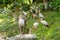 A flock of milk storks sits on a green lawn in a park