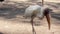 A flock of milky storks in the park. Storks are waiting for food from visitors.